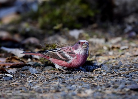 オオマシコ♂9119
