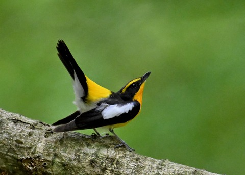 キビタキ成鳥♂5873