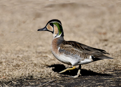 トモエガモ♂1390