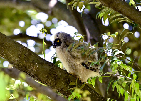 トラフズクのヒナ7701