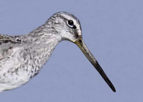 オオハシシギ6001