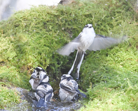 エナガ1618