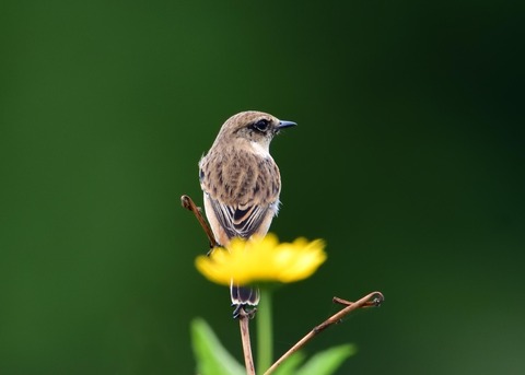 ノビタキ♀冬羽4140