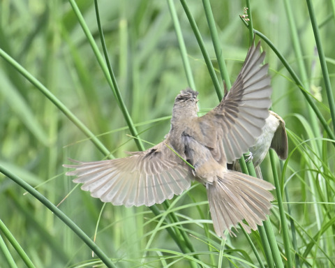 オオヨシキリ7560