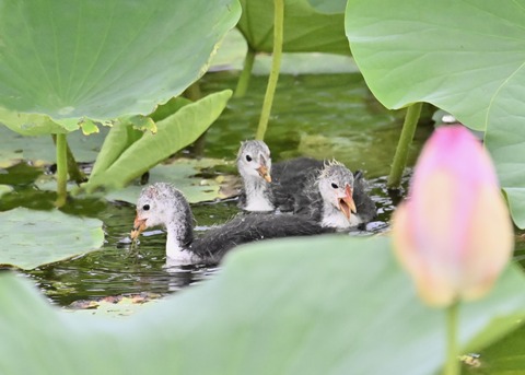 オオバンのヒナ6093