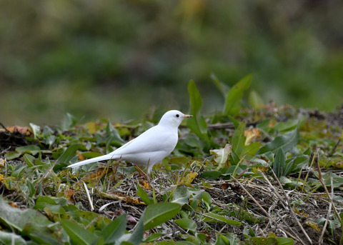 白化・ハクセキレイ8100