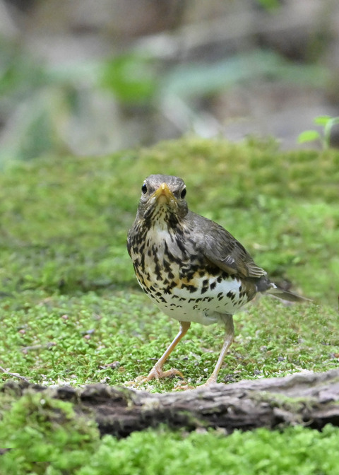 クロツグミ♀1740