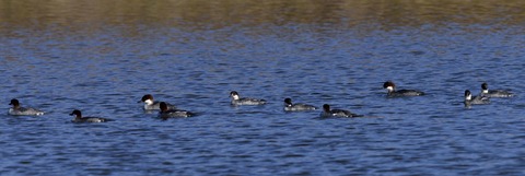 ミコアイサ♀0811