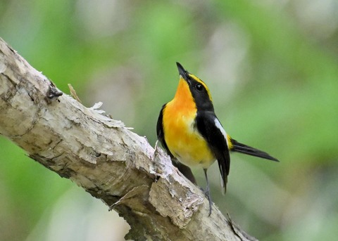 キビタキ成鳥♂6094