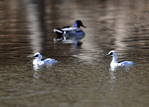 ミコアイサ♂7768