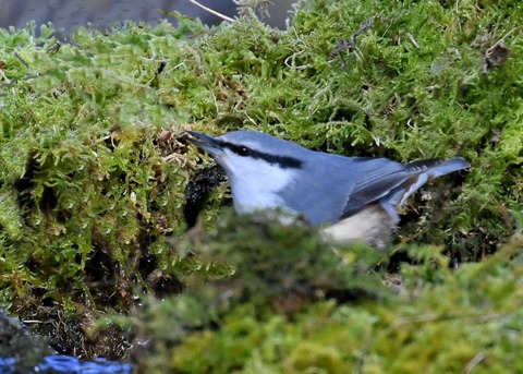 ゴジュウカラ4557