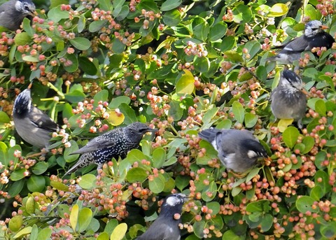 ホシムクドリ7110○