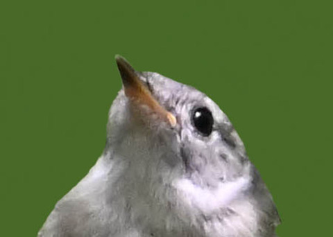 キクイタダキ0000