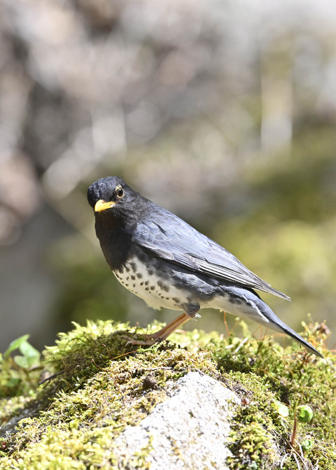 クロツグミ♂5735