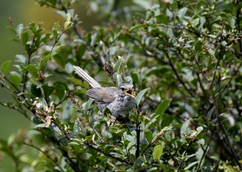 ウグイス幼鳥2472