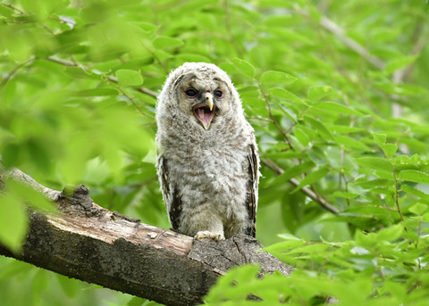 フクロウのヒナ0694