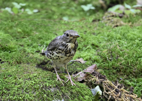 クロツグミ♀幼鳥5266