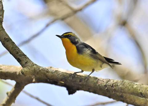 キビタキ♂第一回夏羽3413