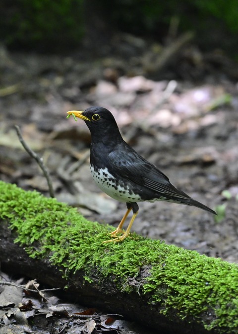 クロツグミ♂1471