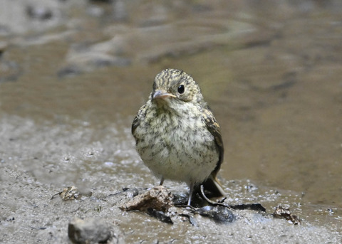 キビタキ幼鳥2815