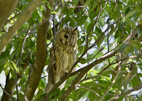 トラフズク♂3170