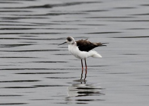 セイタカシギ3909