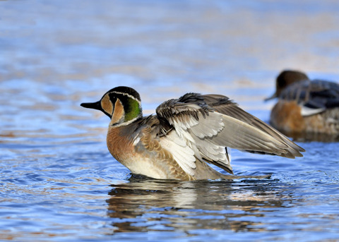 トモエガモ♂1975