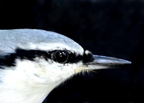 ゴジュウカラ2209