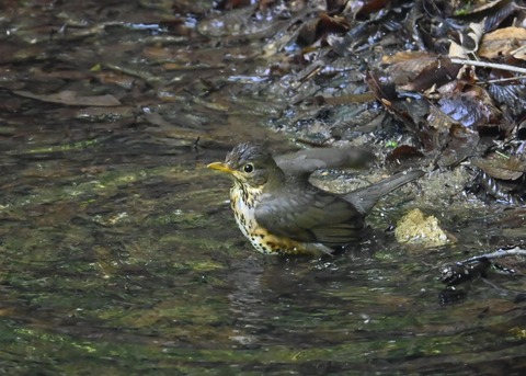 クロツグミ♀3996