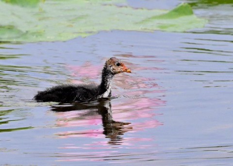 オオバンのヒナ1434