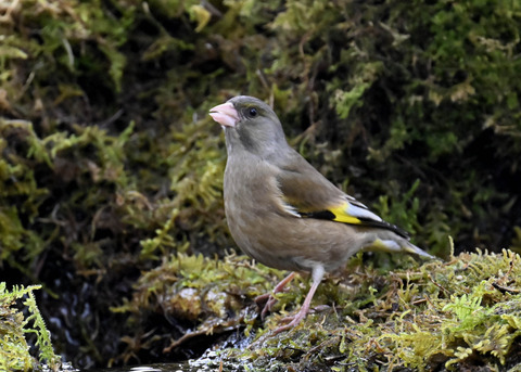 オオカワラヒワ7638