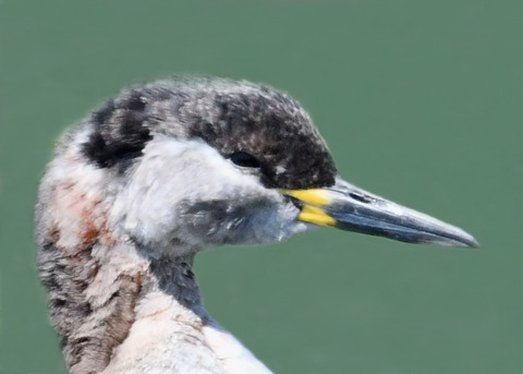 ｱｶｴﾘｶｲﾂﾌﾞﾘ7591