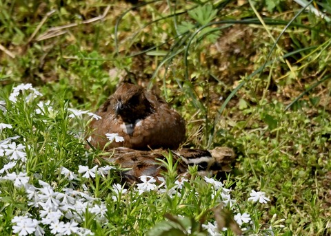 コリンウズラ♂♀2203