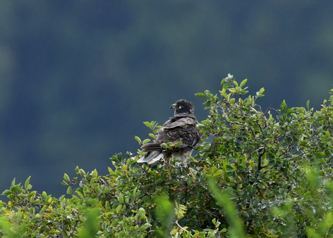 ズグロチュウヒ3218