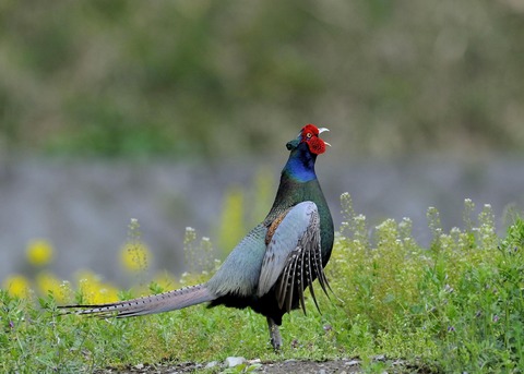 羽広る・キジ♂0279◎