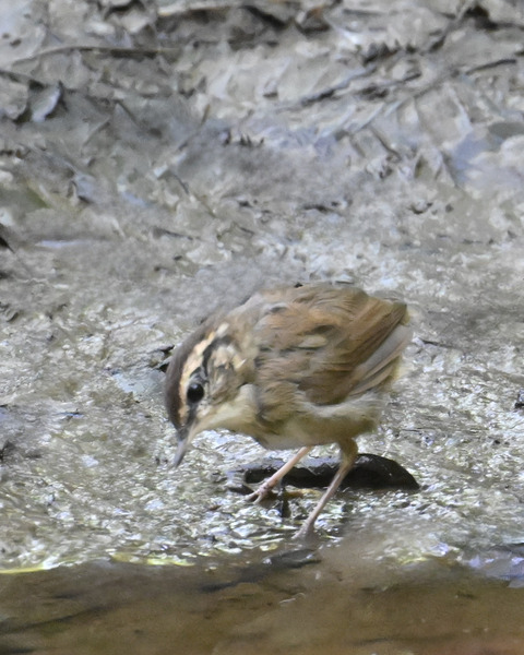ヤブサメ幼鳥4975
