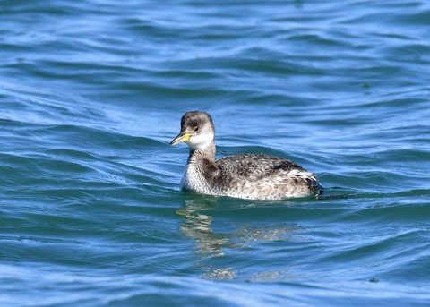 アカエリカイツブリ冬羽4311