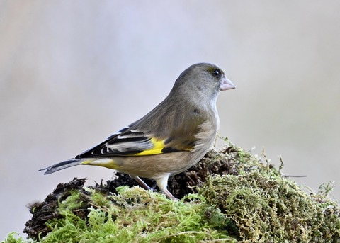 オオカワラヒワ7996