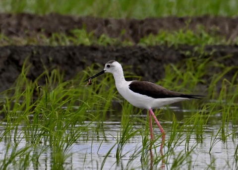 餌捕りセイタカシギ♀0065