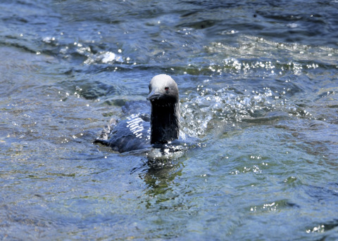 シロエリオオハム夏羽8802-01