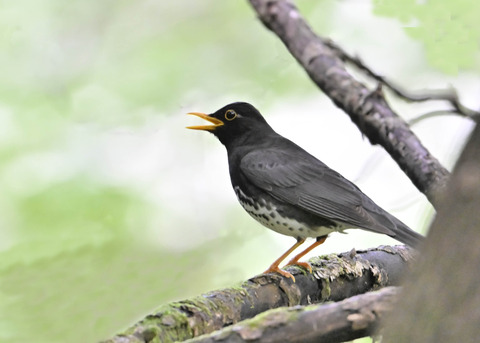 クロツグミ♂0029