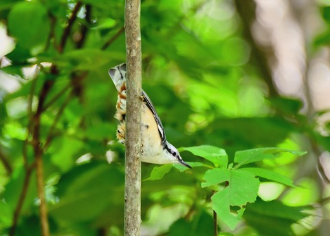 ゴジュウカラ4098