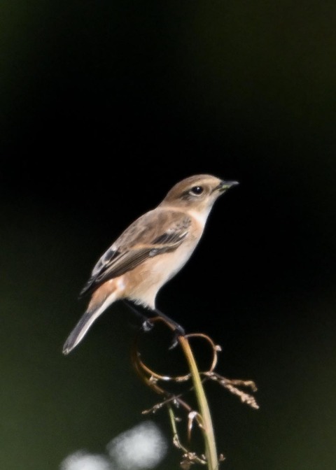 ノビタキ♀1524