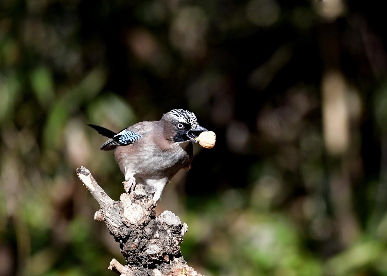 カケス 野口洪志の野鳥日記 カケス 野口洪志の野鳥日記