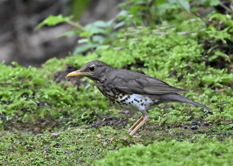 クロツグミ♀9083