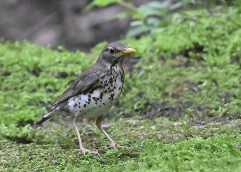 クロツグミ♀9109