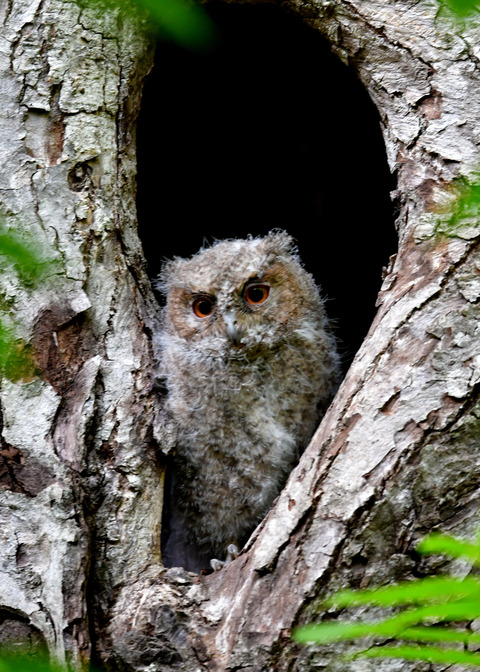 オオコノハズクのヒナ③3696