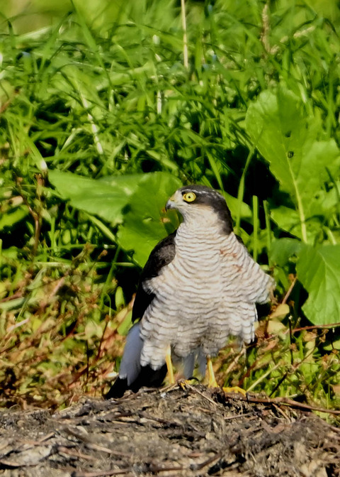 ハイタカ♀6387