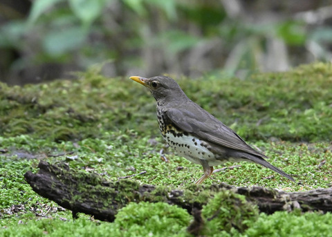 クロツグミ♀1491