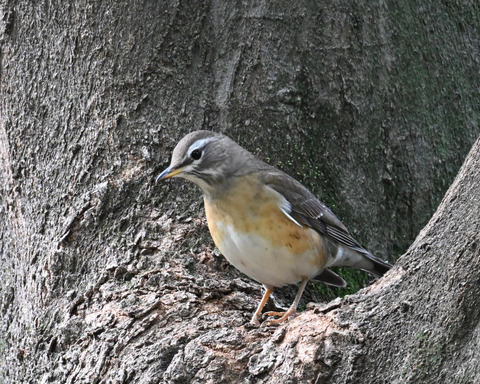 マミチャジナイ9406